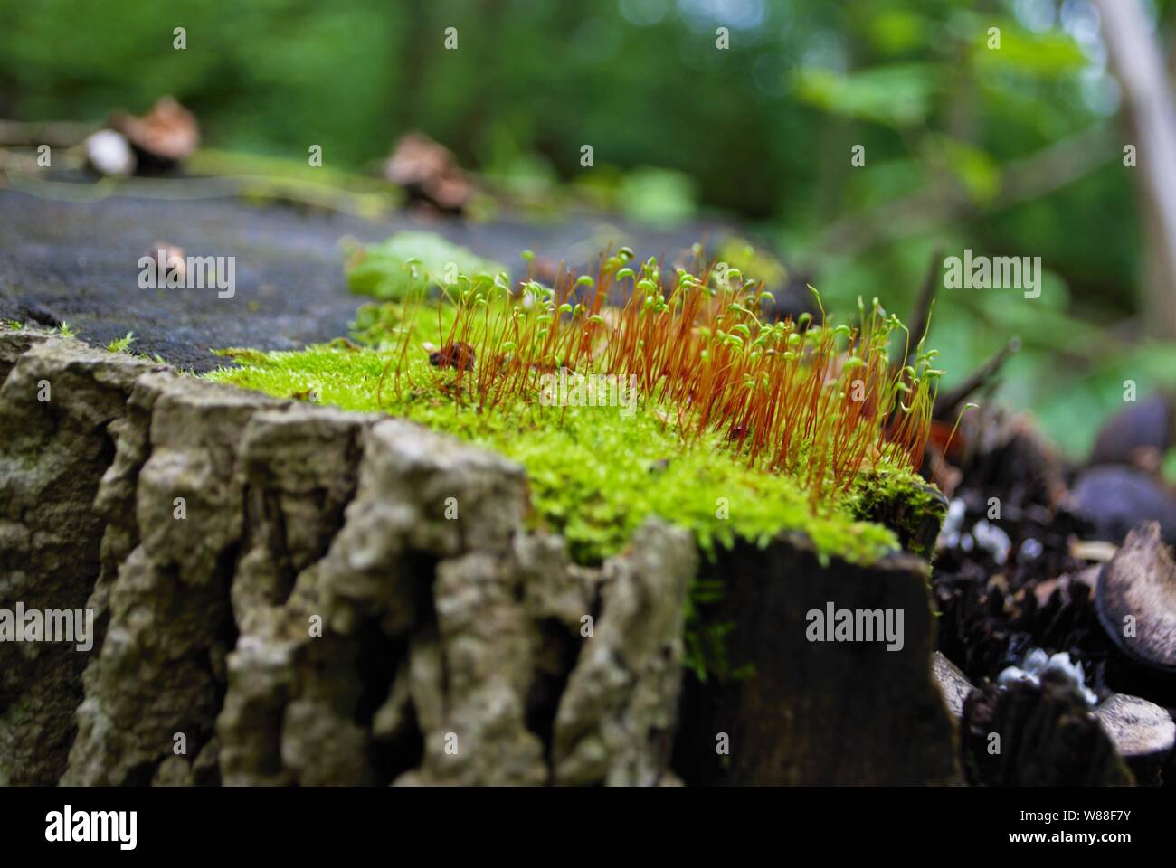 Moss e nuova crescita su un ceppo di albero Foto Stock