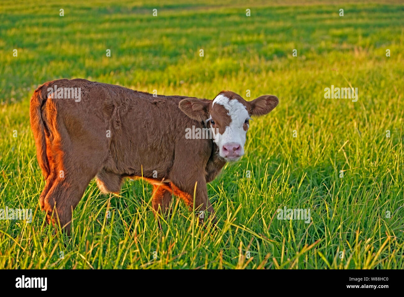 Mucca vitello Angus Hereford cross in piedi nel prato, nel tardo pomeriggio la luce del sole Foto Stock
