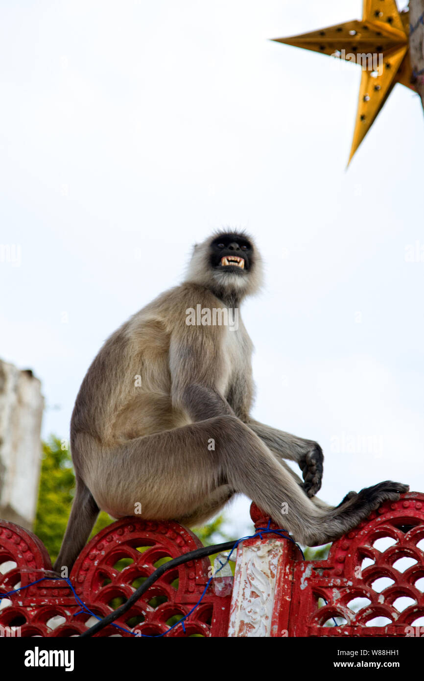 Aggressione. Il maschio di scimmia (langur Hanuman) macina i suoi denti. Dimostrazione di denti come un avvertimento circa l'attacco e un ostacolo al comportamento di attacco Foto Stock