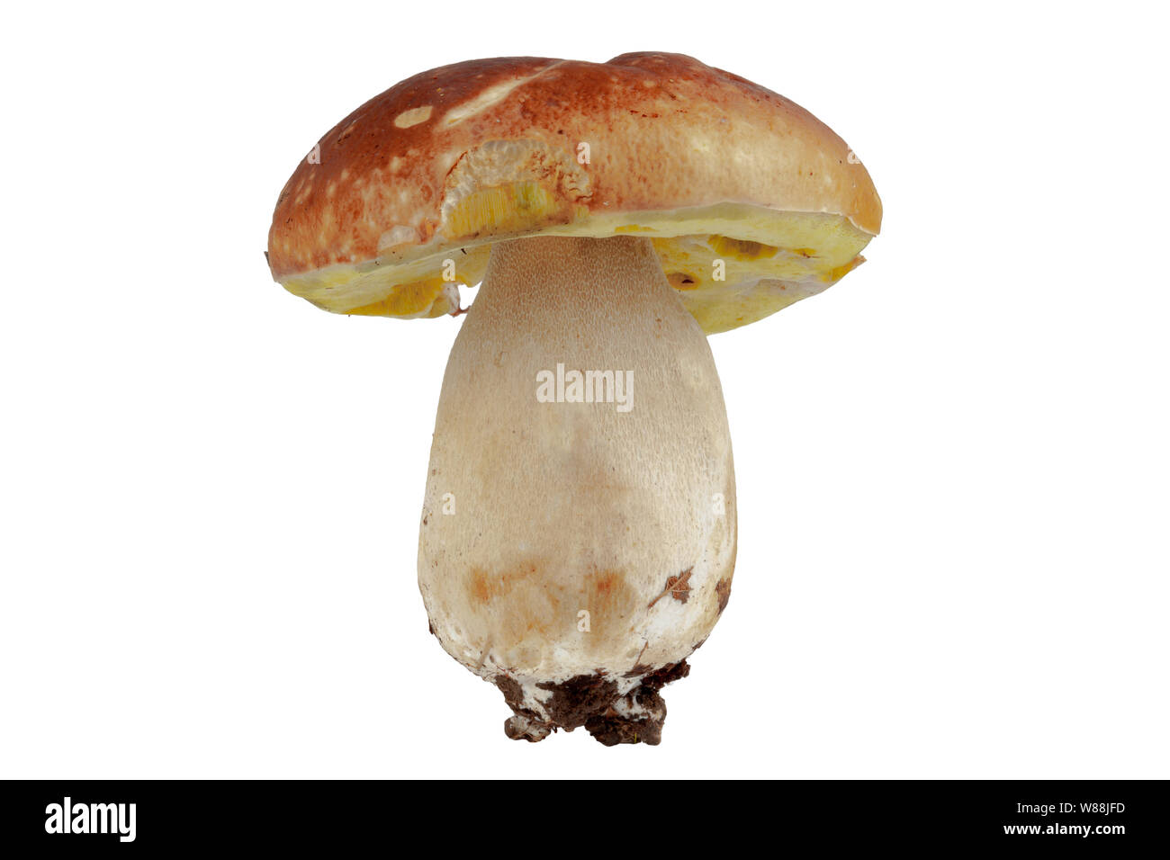 Grandi porcini naturali su sfondo bianco, isolano Foto Stock