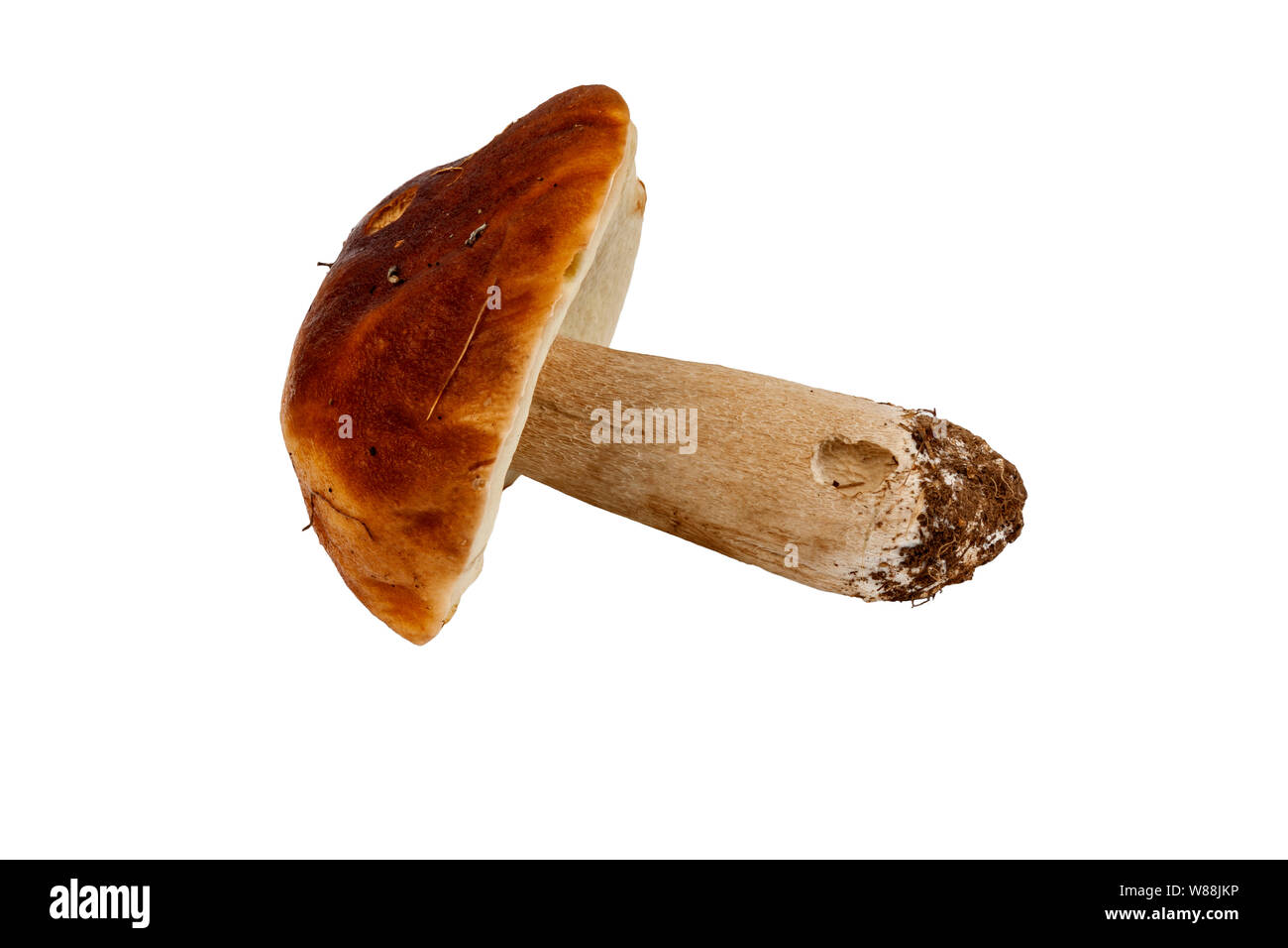 Grandi porcini naturali su sfondo bianco, isolano Foto Stock