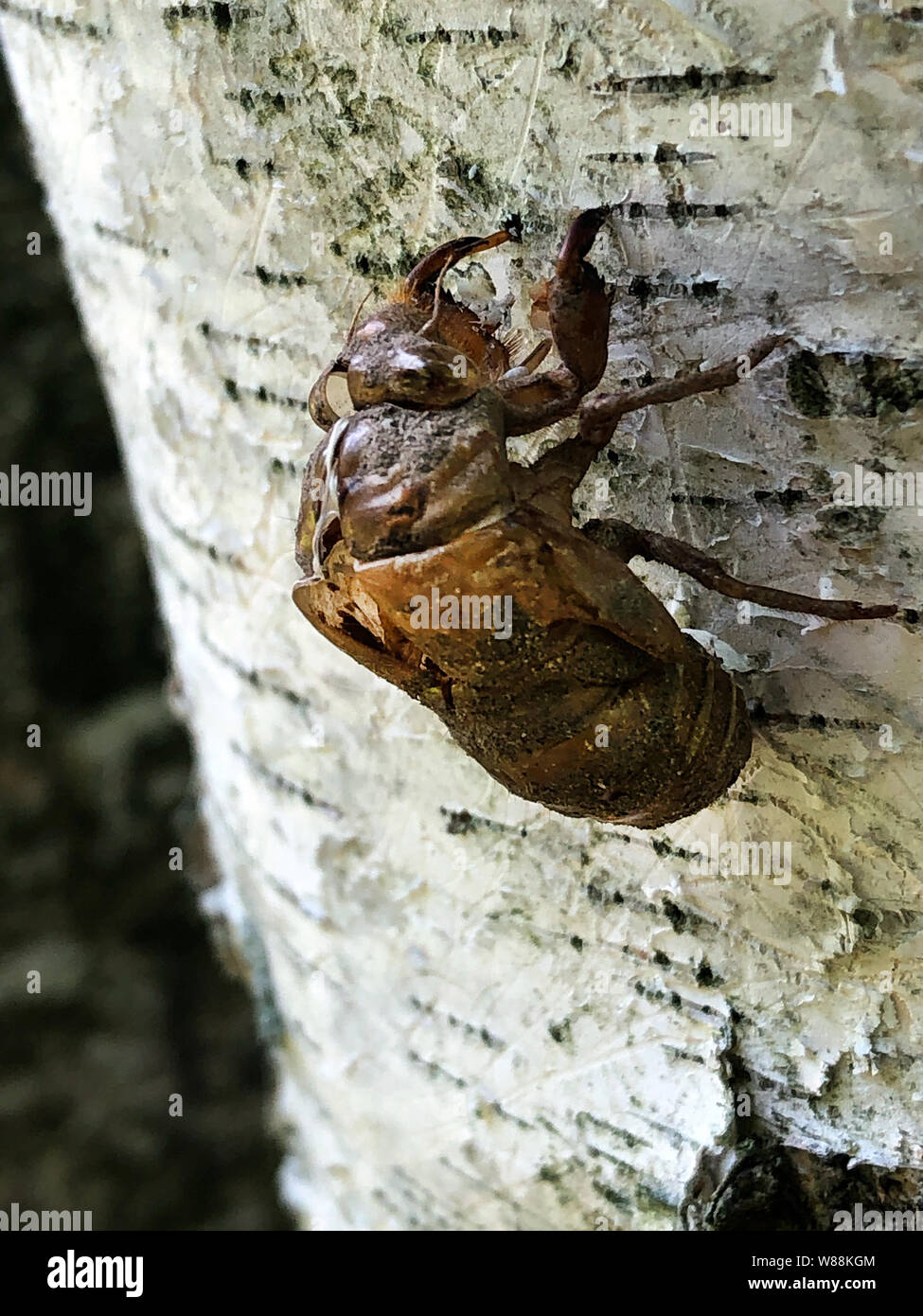 Esoscheletro di sette anni cicada Foto Stock