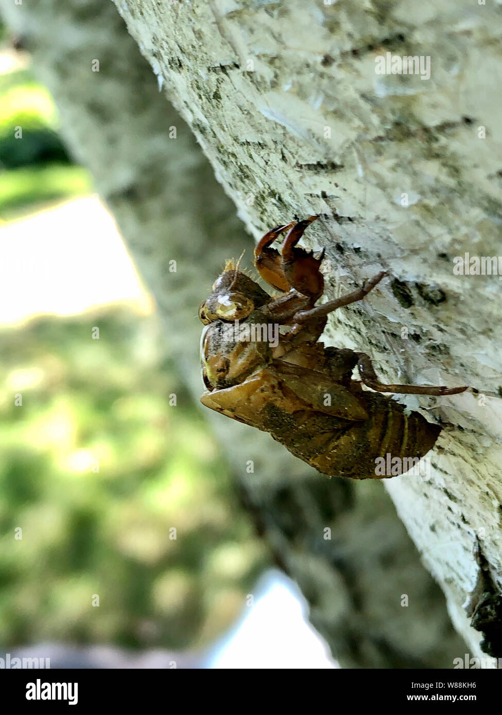 Esoscheletro di sette anni cicada Foto Stock