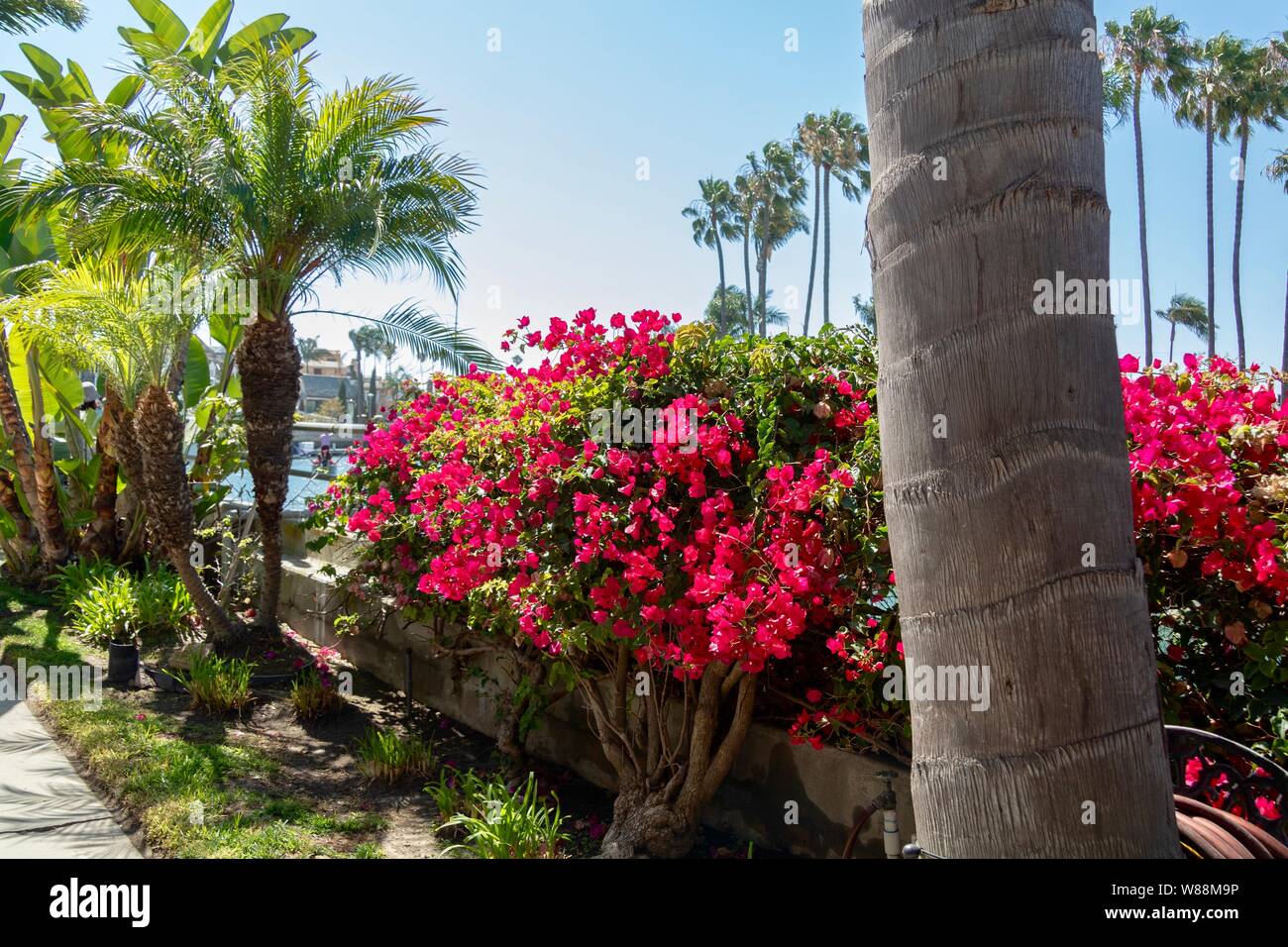 Passaggio pedonale costiero con piante tropicali Foto Stock