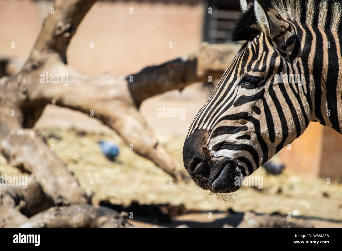 Zebra animali selvatici del ritratto di testa Foto Stock
