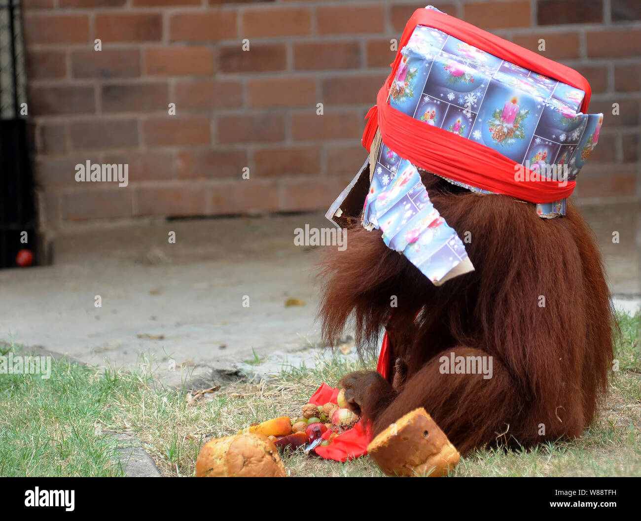 Animali win regalo di Natale e la festa al giardino zoologico della città di Rio de Janeiro, Brasile Foto Stock