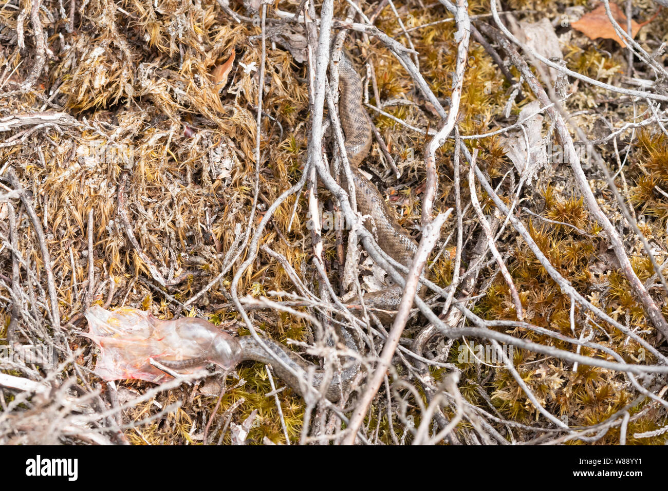 Il sommatore (Vipera berus) essendo nato - neonato (neonati) snake liberandosi dalla nascita o sacco amniotico sulla brughiera nel Surrey, Regno Unito, durante il mese di agosto. Foto Stock