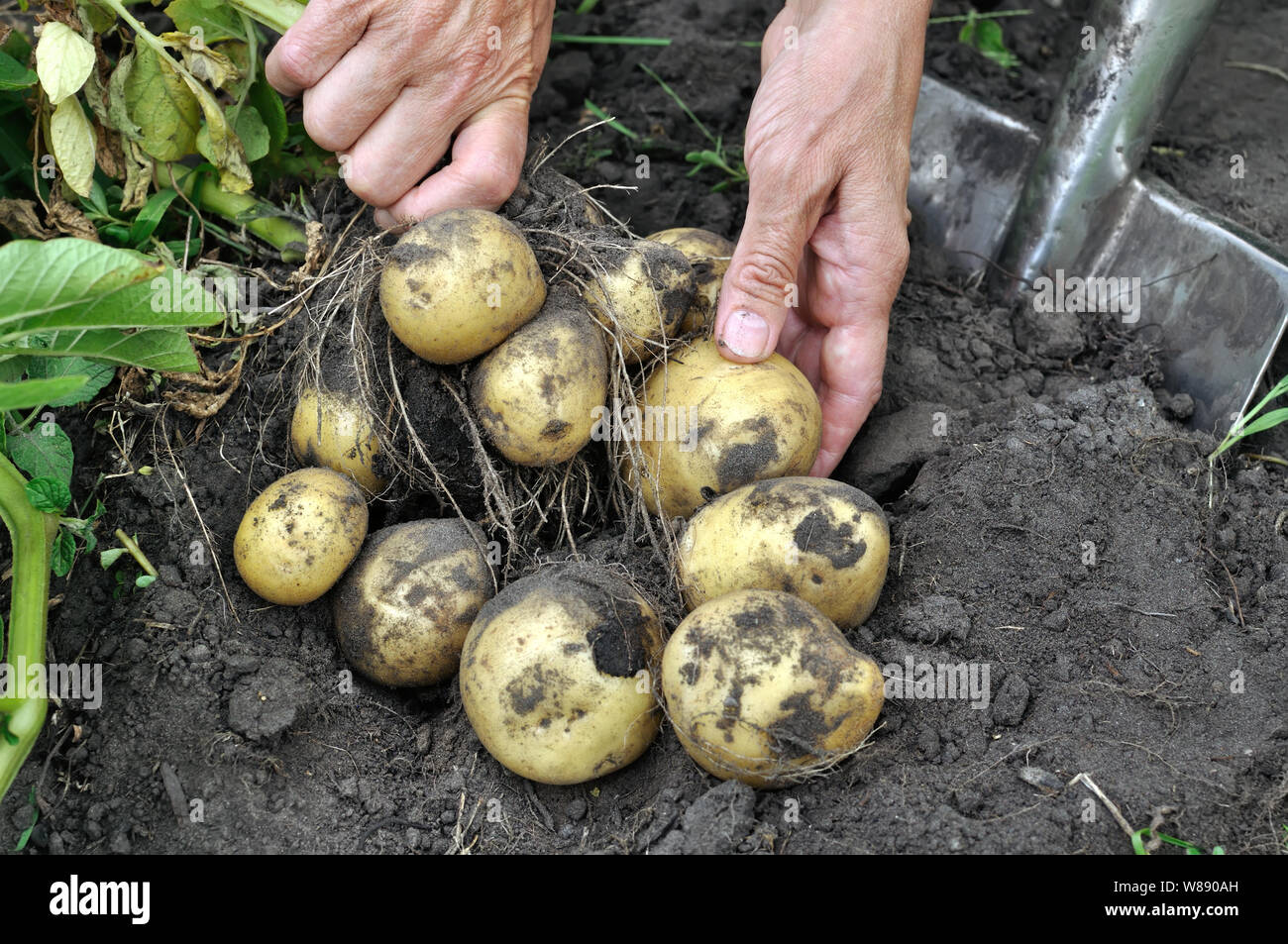 Il giardiniere le mani picking freschi Patate organico nel campo Foto Stock