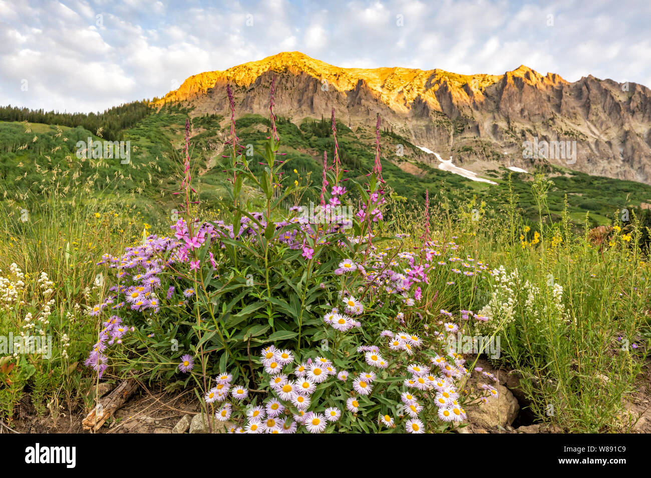 Il sole colpisce la parte superiore della montagna gotico al di sopra di un campo di milioni di fiori selvaggi vicino a Crested Butte, Colorado. Foto Stock