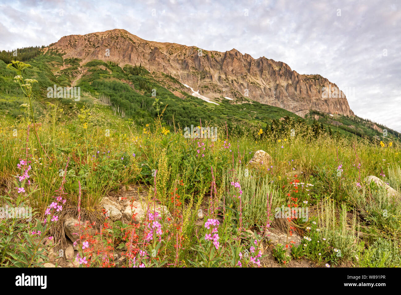 Morbido caldo. La luce del mattino sulla montagna gotico al di sopra di un campo di milioni di fiori selvaggi vicino a Crested Butte, Colorado. Foto Stock