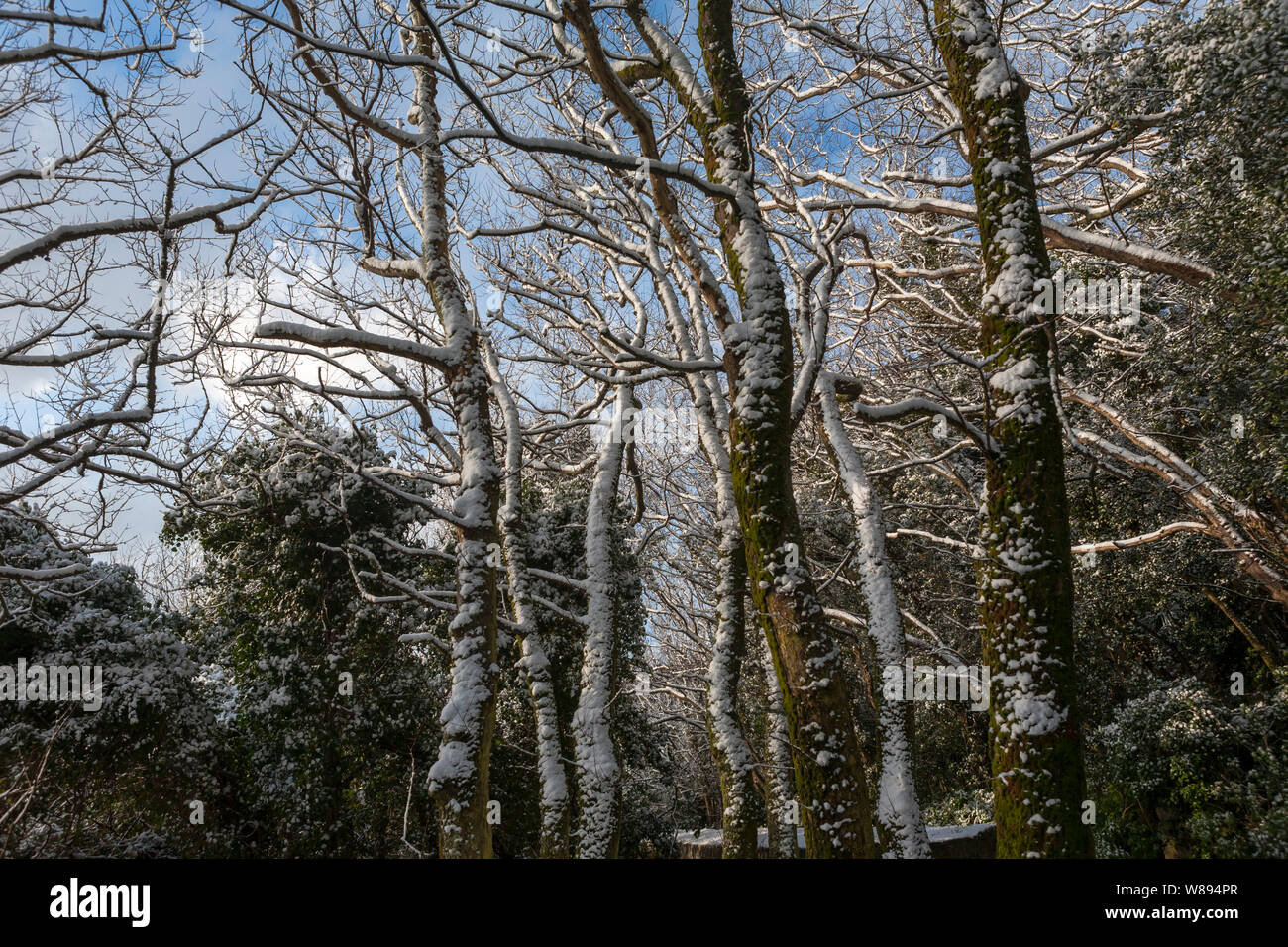 Alberi attaccati in un raro caduta di neve la guarnigione a piedi, Hugh Town, St. Mary's, isole Scilly, REGNO UNITO Foto Stock