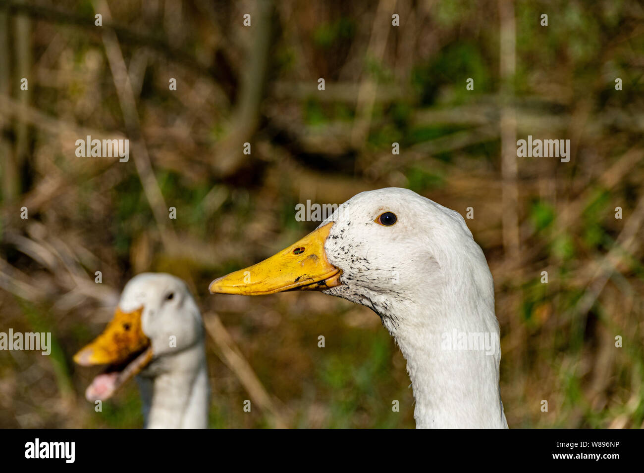 Mucky anatre. Ritratto di anatre bianco con fango di palude intorno a becchi Foto Stock