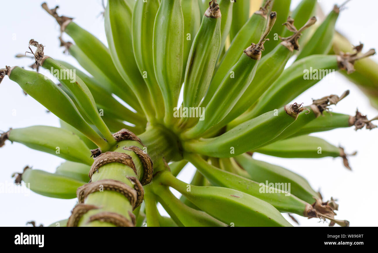 Grappolo di banane verdi sulla banana tree crescono in cerchio. close up. vista dal punto basso. Foto Stock