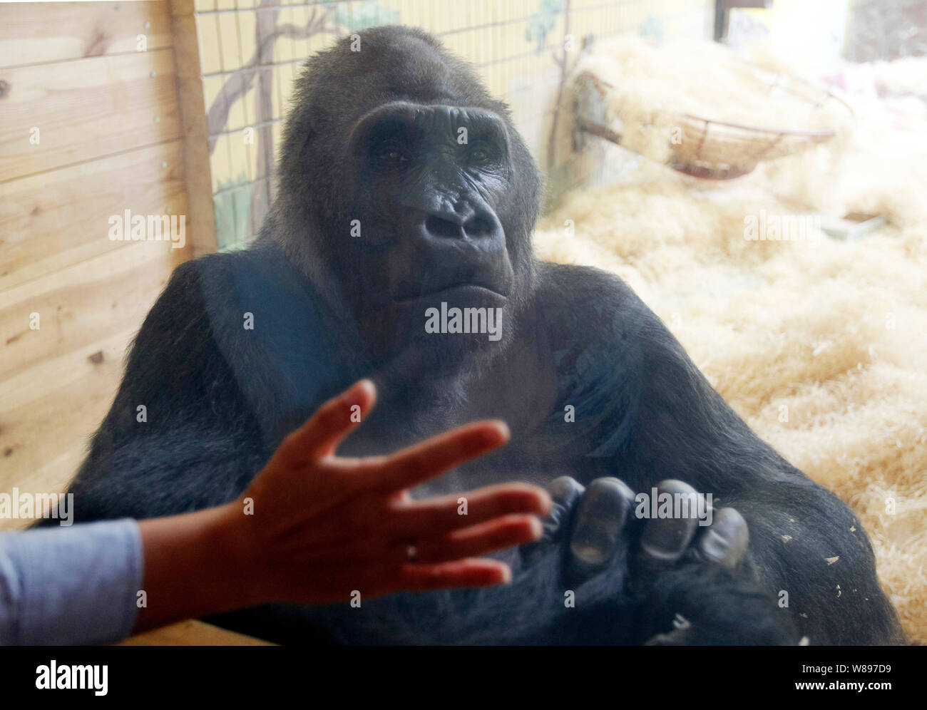 Un visitatore mette una mano su una finestra come Tony il gorilla celebra il suo 45esimo compleanno a Kiev zoo.Il gorilla Tony è nato allo Zoo di Norimberga (Germania) su 1974. Successivamente egli era in giardini zoologici di Hannover e Saarbrücken e dal Settembre 29, 1999, Tony spostato a Kiev Zoo. Tony è solo uno il gorilla in Ucraina. Foto Stock