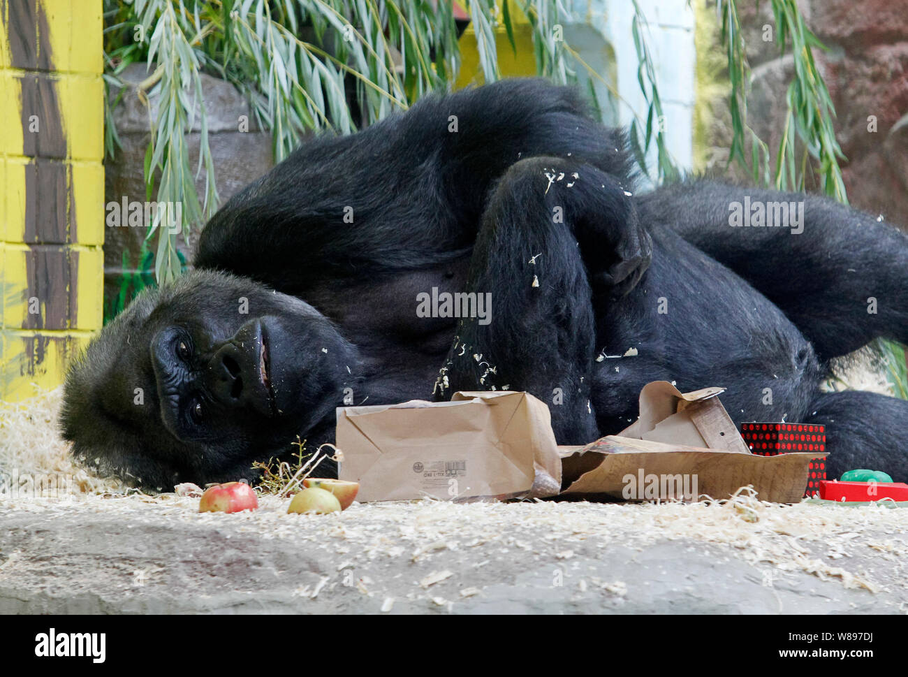 Tony il gorilla è visto come egli celebra il suo 45esimo compleanno a Kiev zoo.Il gorilla Tony è nato allo Zoo di Norimberga (Germania) su 1974. Successivamente egli era in giardini zoologici di Hannover e Saarbrücken e dal Settembre 29, 1999, Tony spostato a Kiev Zoo. Tony è solo uno il gorilla in Ucraina. Foto Stock