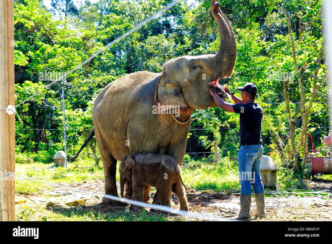 Un Mamot i lavoratori della sanità esamina un elefante di Sumatra all'alore Kuyun conservazione Response Unit (CRU) a Meulaboh, la provincia di Aceh..elefanti di Sumatra sono una specie criticamente minacciata di estinzione, e di fronte a minacce da bracconaggio e deforestazione rampante, ministero dell ambiente stima solo circa 500 rimangono nella provincia di Aceh. Foto Stock
