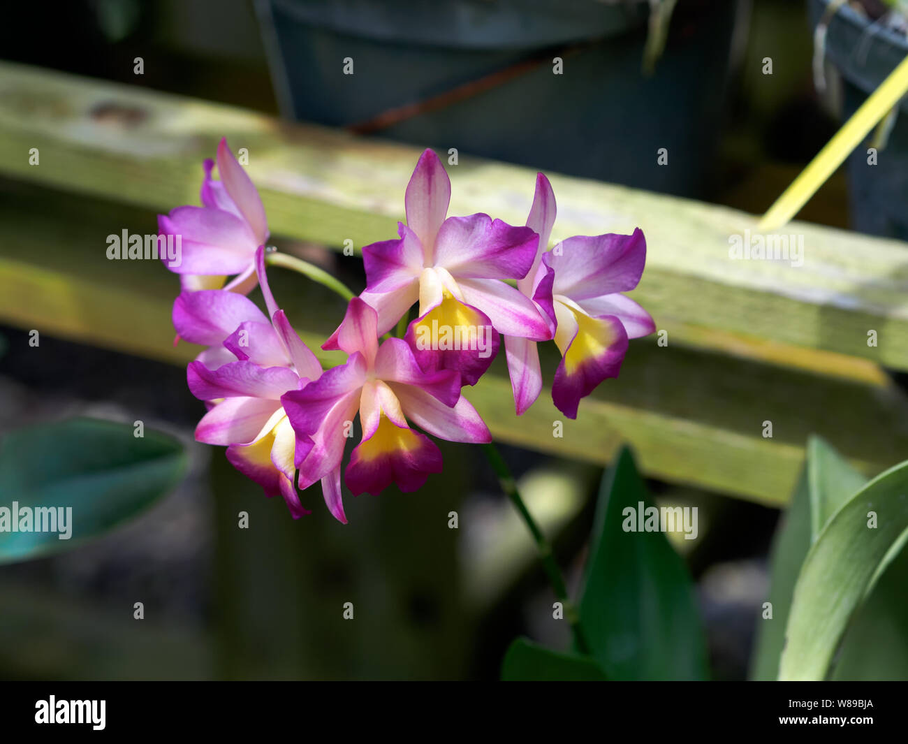 Orchid, Lc. Renate 'S&W' HCC/AOS. Samuel Jones Serra delle Orchidee, South Texas Botanical Gardens & Centro Natura nel Corpus Christi, Texas USA. Foto Stock