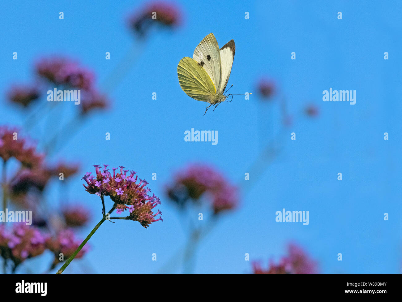Large White Butterfly Sarcococca brassicae alimentazione su Verbena fiori nel giardino Foto Stock