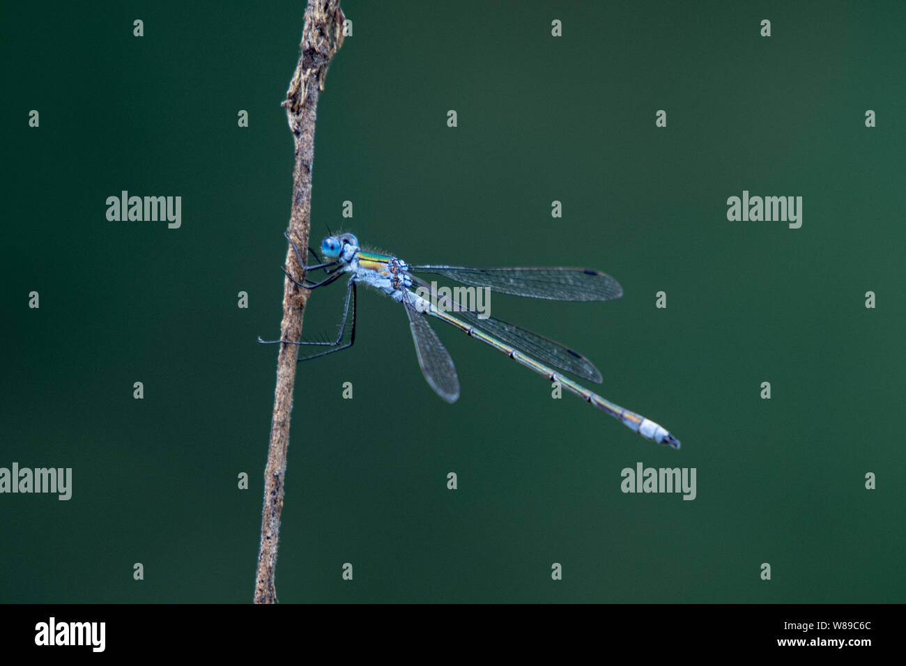 Damselflie sul pesce persico closeup blu Foto Stock
