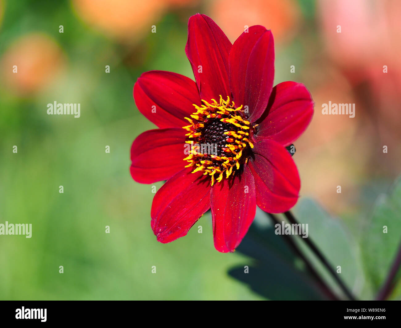 Primo piano di un bel rosso Fiore Dahlia, varietà Vescovo di Auckland Foto Stock