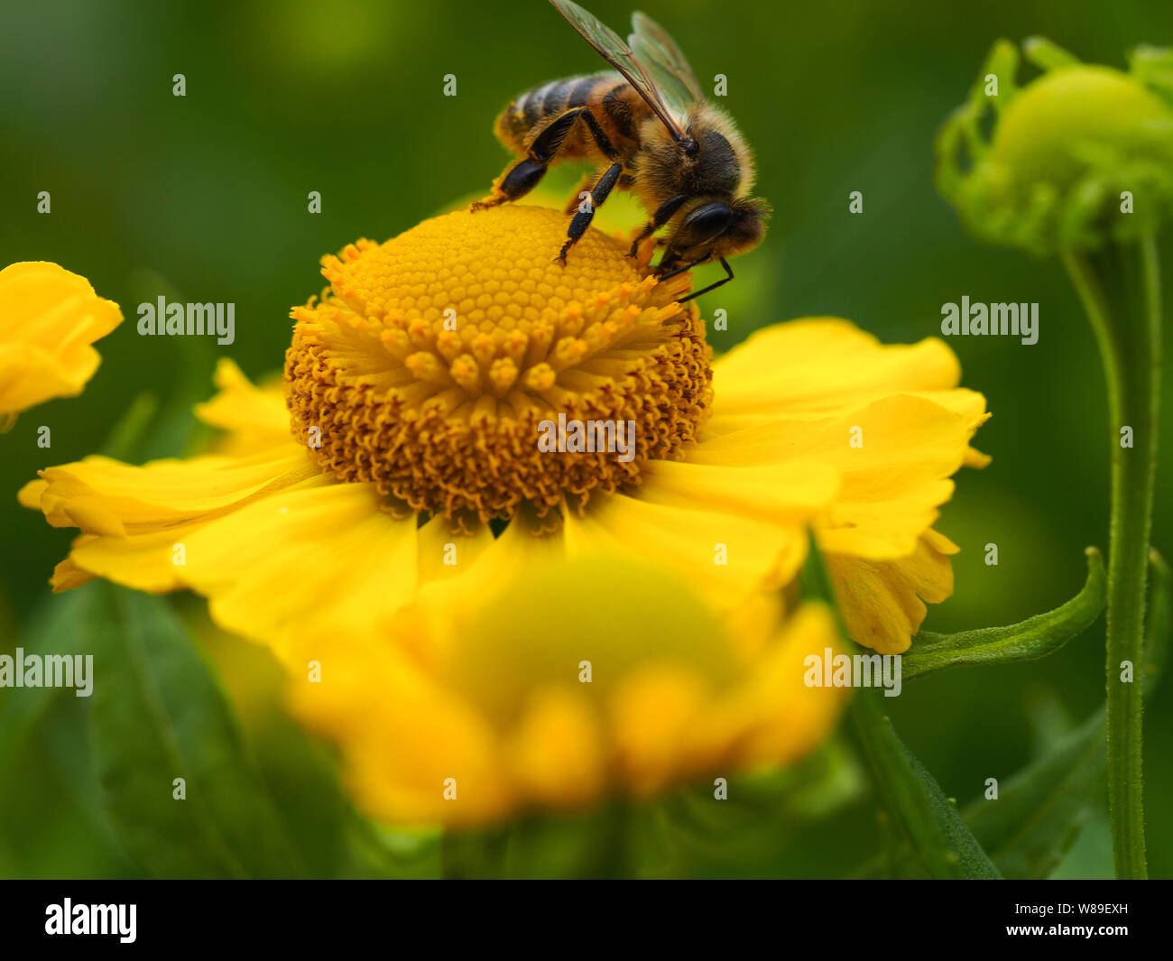 Il miele delle api alimentazione su un giallo Helenium (sneezeweed) fiore Foto Stock
