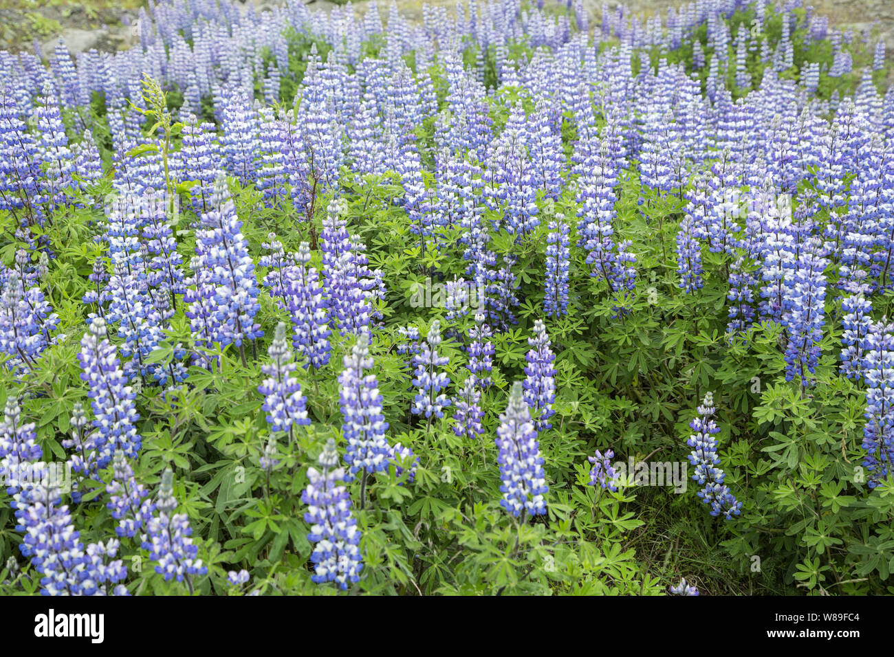 Lupino Nootka (Lupinus nootkatensis), Reykjavik, Islanda 10 Luglio 2018 Foto Stock
