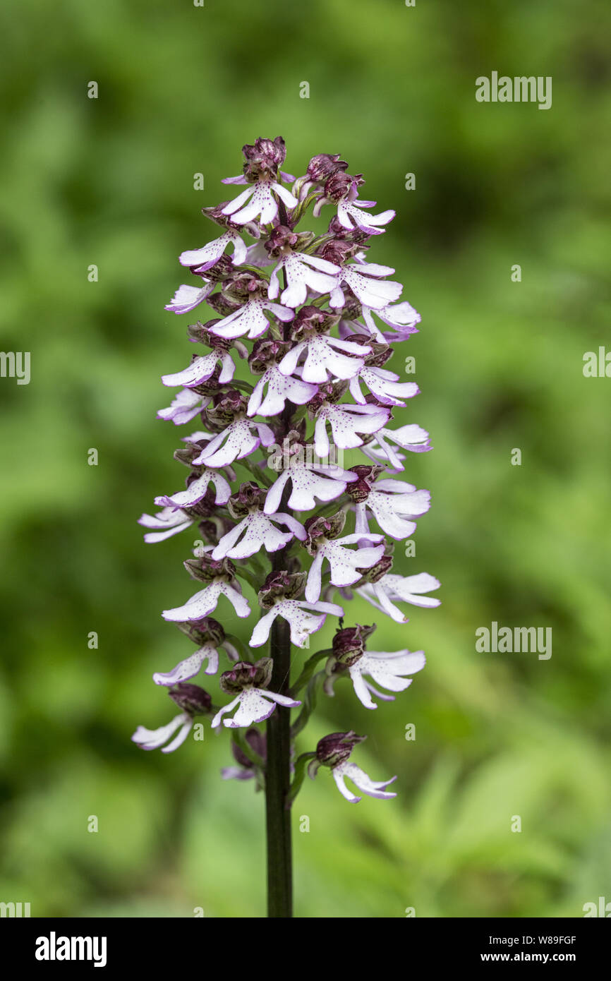 Signora orchidea (Orchis purpurea), Kent, England, Regno Unito 29 maggio 2016 Foto Stock