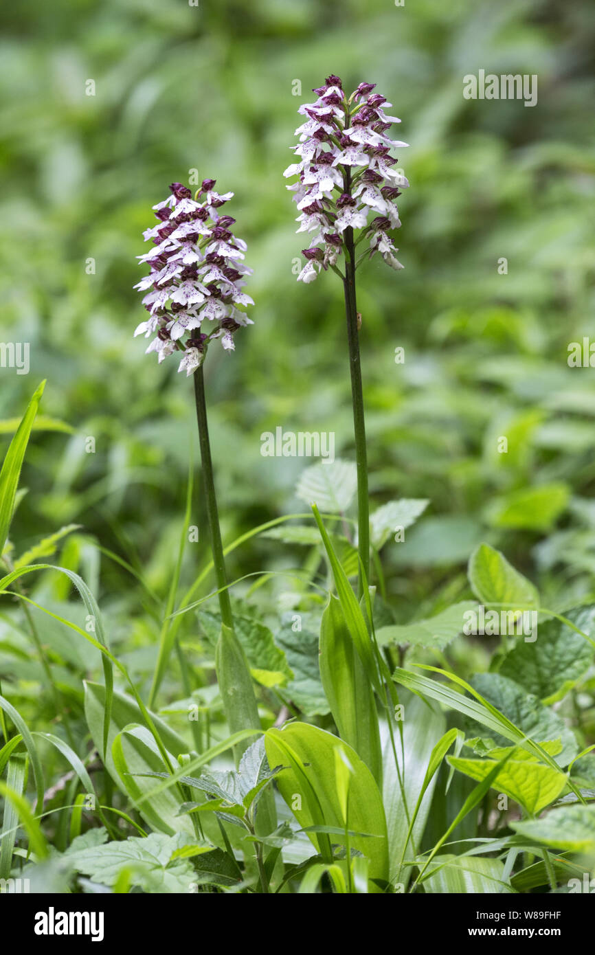 Signora orchidea (Orchis purpurea), Kent, England, Regno Unito 29 maggio 2016 Foto Stock