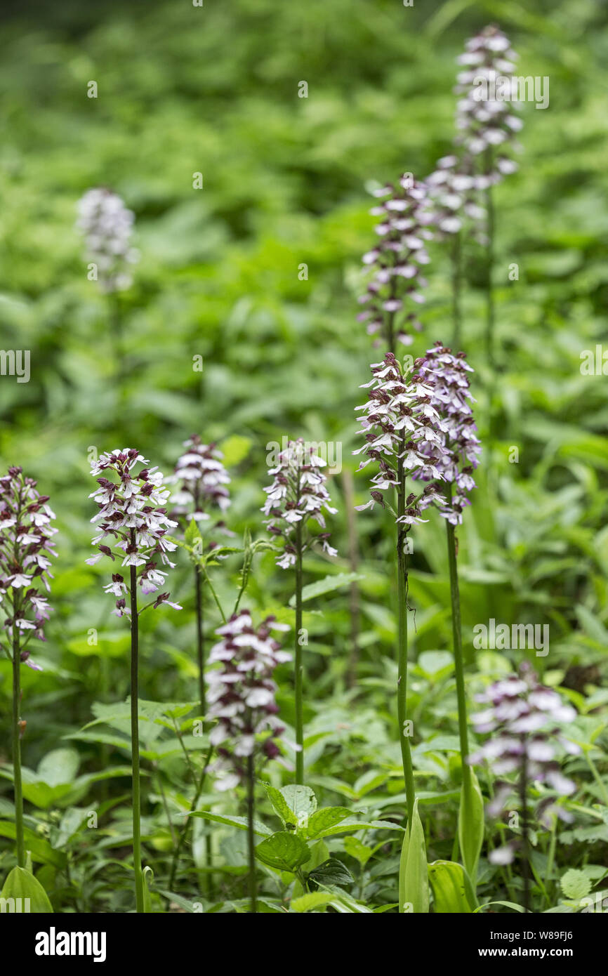 Signora orchidea (Orchis purpurea), Kent, England, Regno Unito 29 maggio 2016 Foto Stock