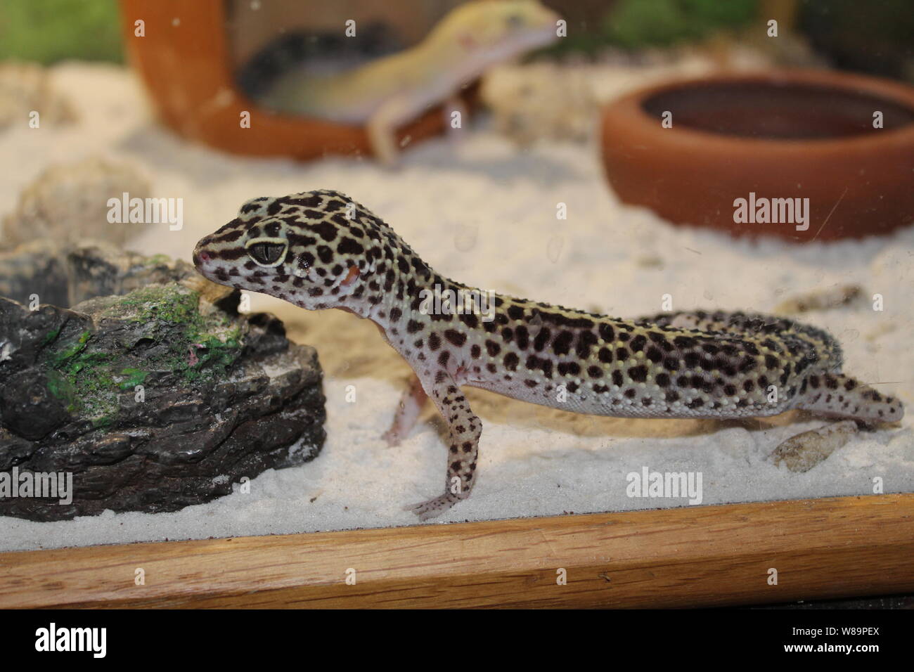 Un dolce piccola lucertola Eublepharis macularius, Leopard Gecko Foto Stock