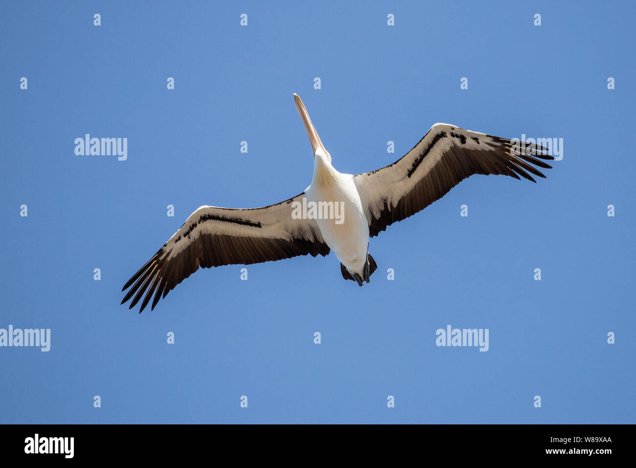 Australian Pelican in volo Pelecanus conspicillatus Australia Foto Stock