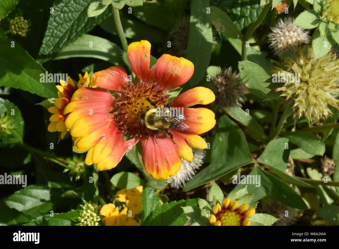 Ho creato questa immagine macro di un ape su un fiore o api su un fiore per mettere in pratica la mia fotografia macro abilità. Foto Stock