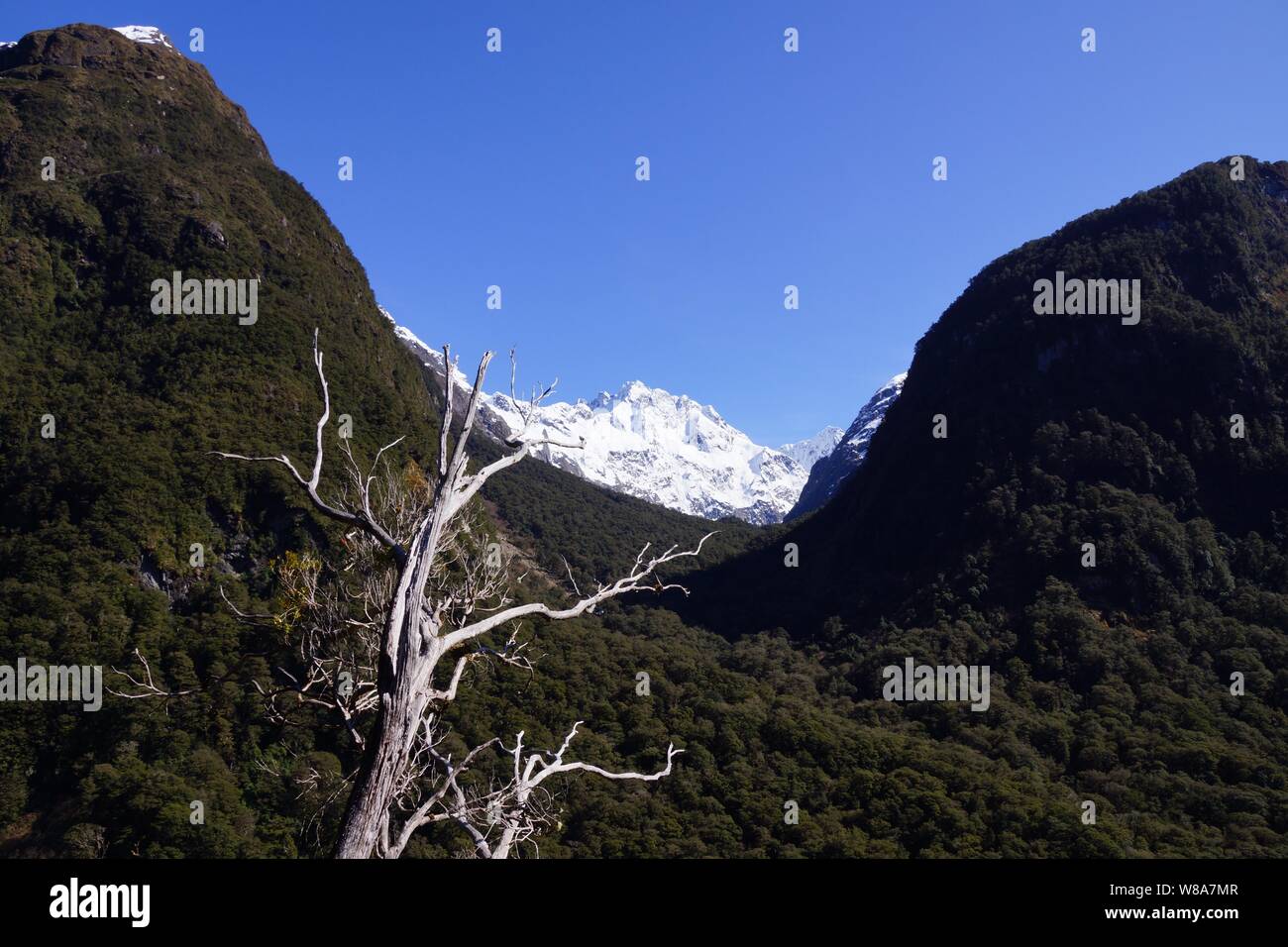 Te Anau a Milford Sound Foto Stock