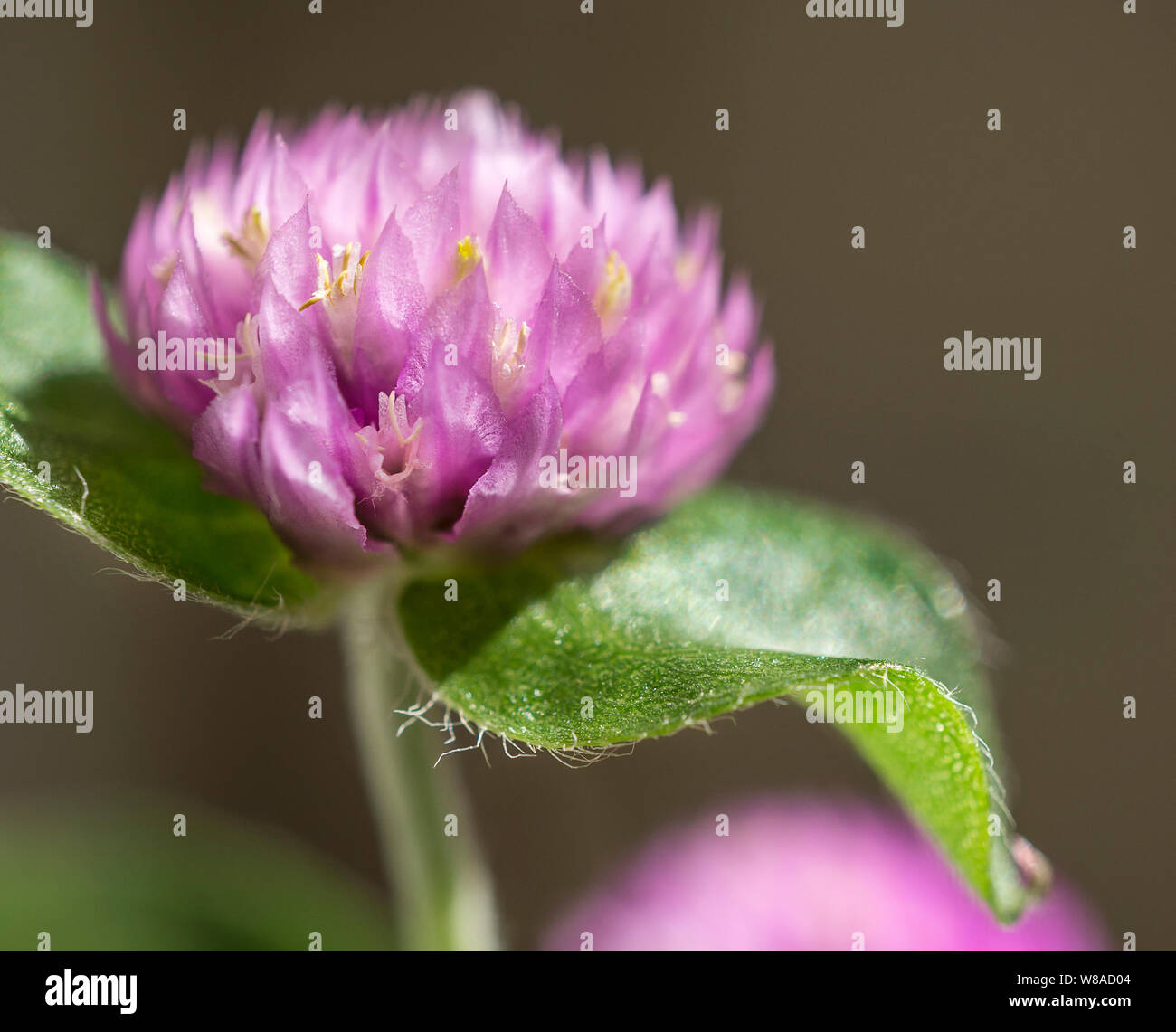 Amaranto di globo Foto Stock