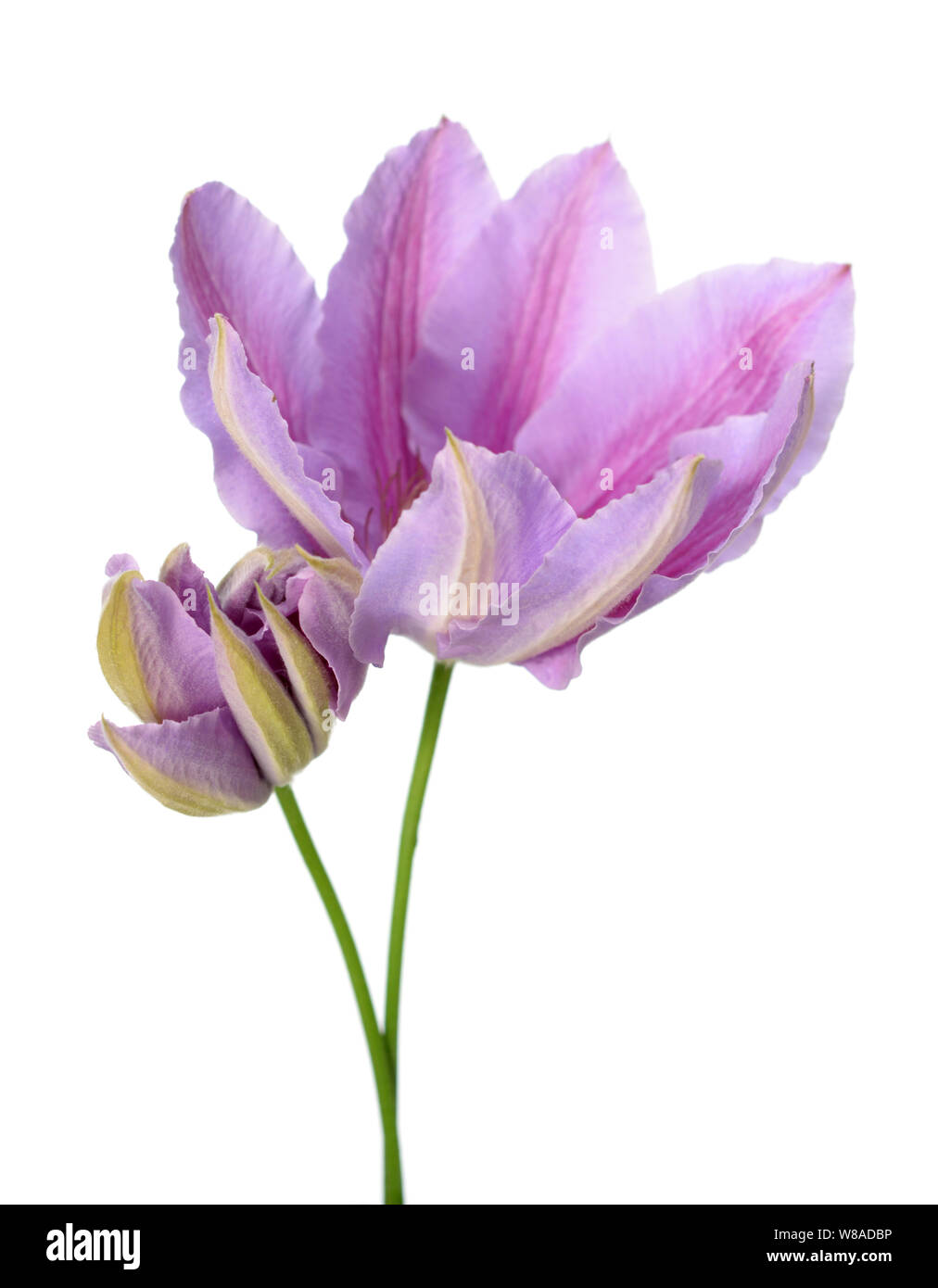 Viola la clematide fiori isolati su bianco Foto Stock