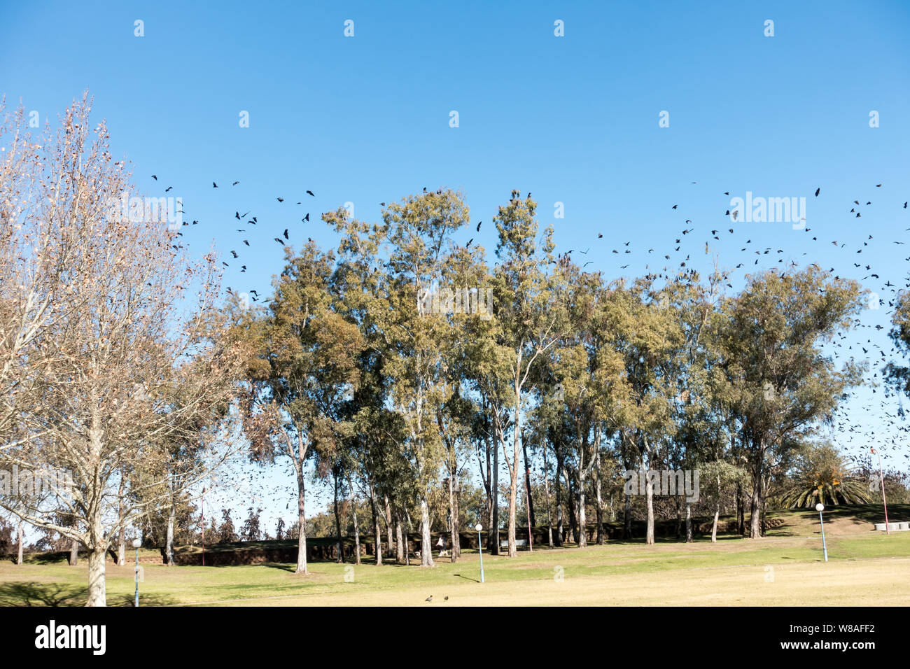 Flying volpi volare sopra gli alberi presso il Bicentennial Park, il Tamworth Australia su una soleggiata giornata invernale. Foto Stock