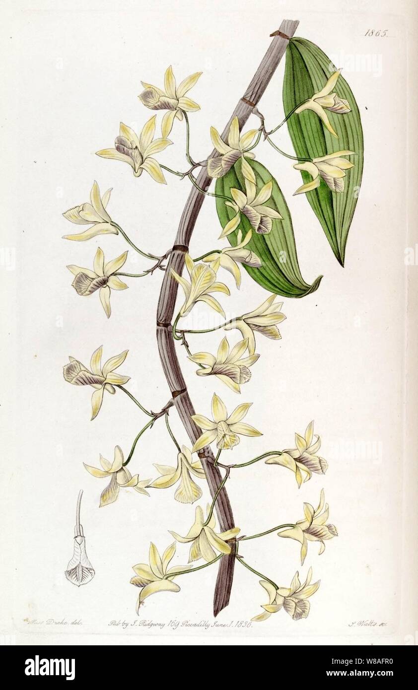 Dendrobium aphyllum (come Dendrobium macrostachyum) - Edwards vol 22 pl 1865 (1836). Foto Stock