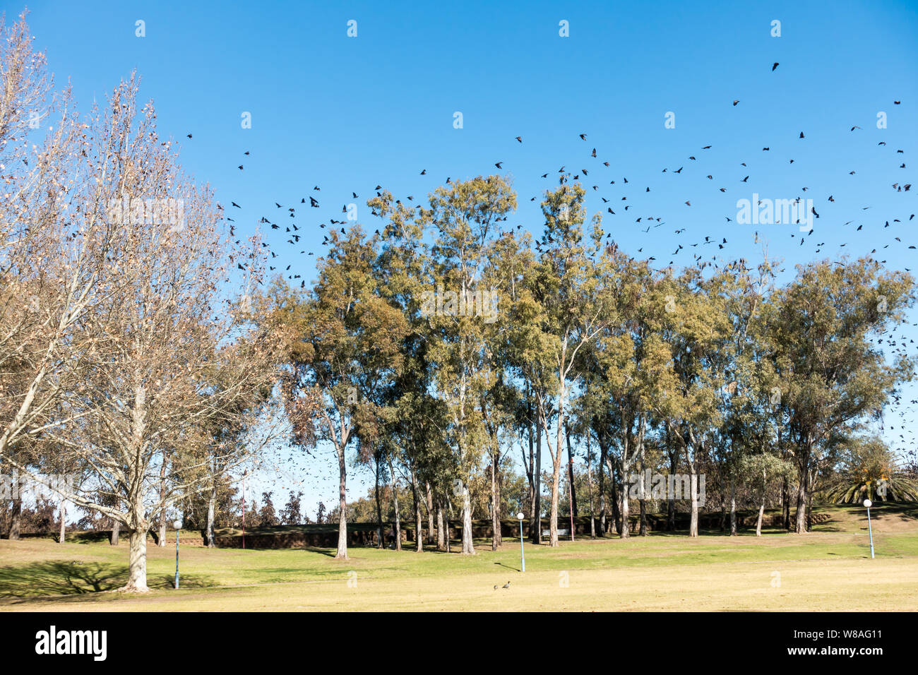 Flying-Foxes volare sopra gli alberi presso il Parco del Bicentenario Tamworth Australia su una soleggiata giornata invernale. Foto Stock