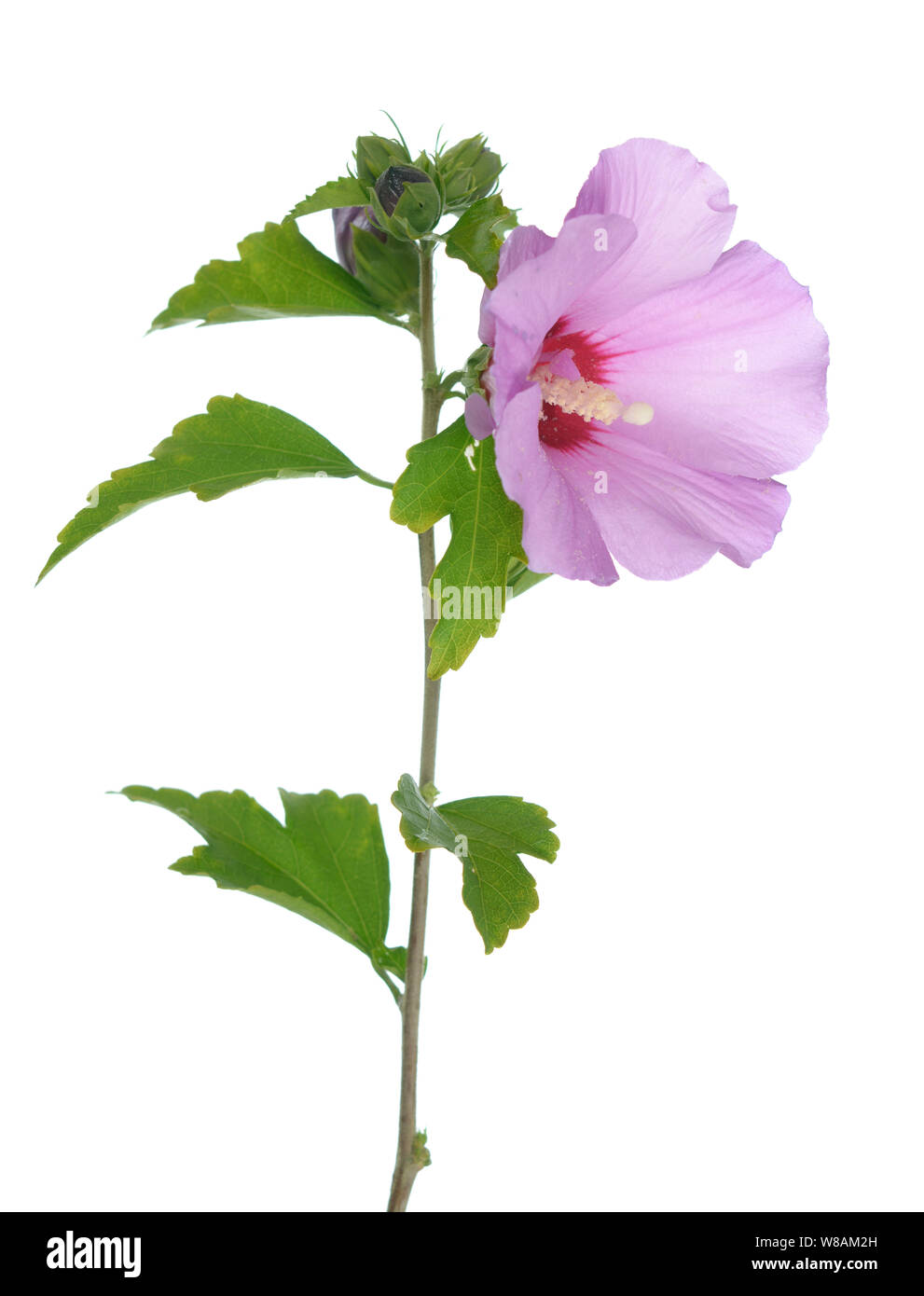 Fiori di ibisco, la famiglia di malva, Malvaceae Foto Stock