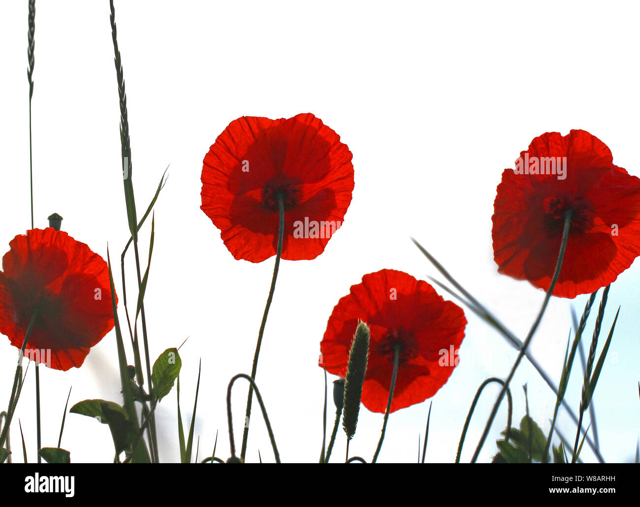 Papaveri fioritura latino Papaver rhoeas con la luce alle spalle in primavera in Italia un ricordo fiore per vittime della guerra e i veterani Foto Stock