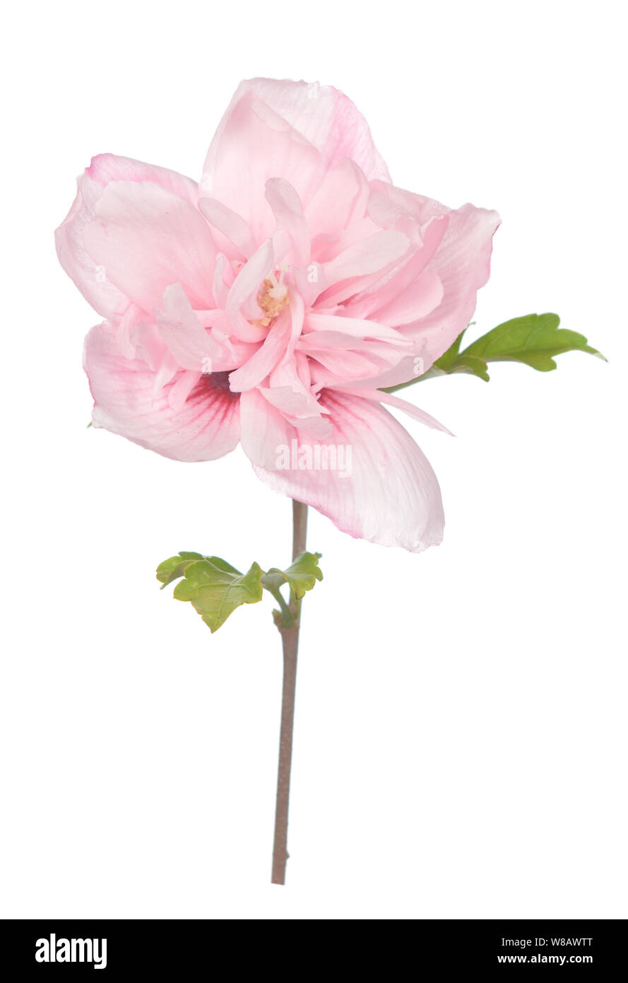 Fiori di ibisco, la famiglia di malva, Malvaceae Foto Stock