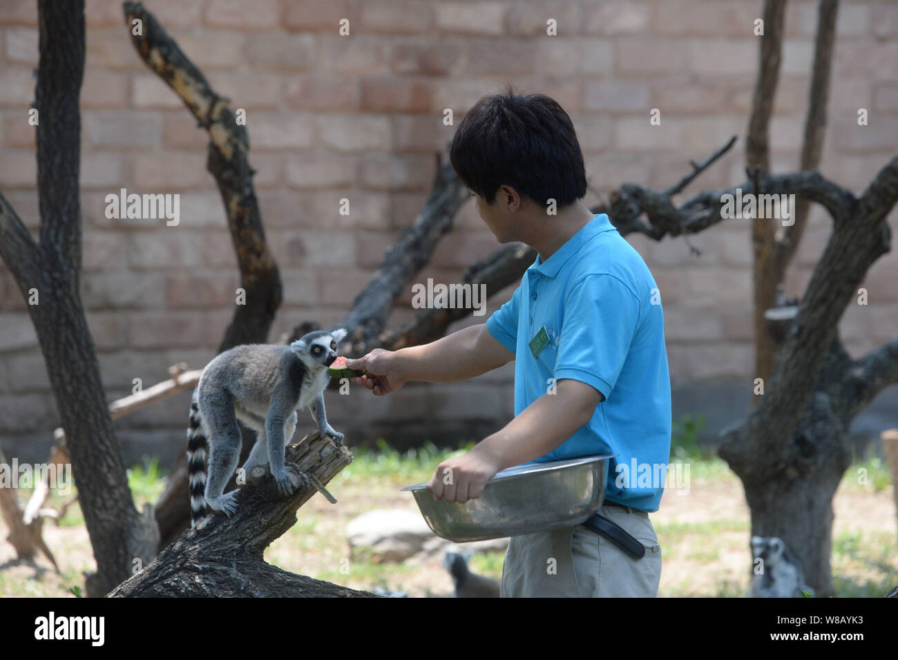 Un Cinese keeper alimenta un lemure anguria per aiutare l'it a raffreddare su un scorcher a Pechino Wildlife Park a Pechino in Cina, 25 giugno 2016. Foto Stock