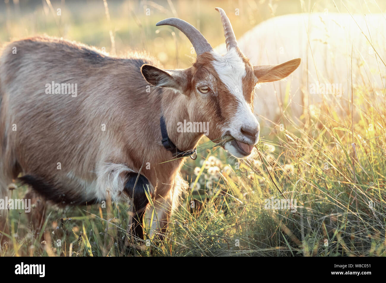 Capra marrone con grandi corna in prato splendente mangia l'erba Foto Stock