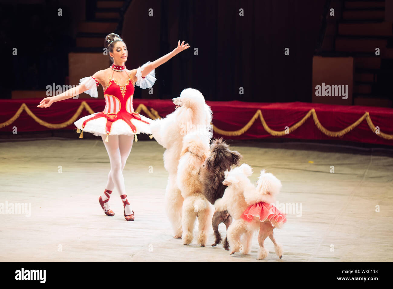 Cani divertenti Performance nel Circus anello. Foto Stock