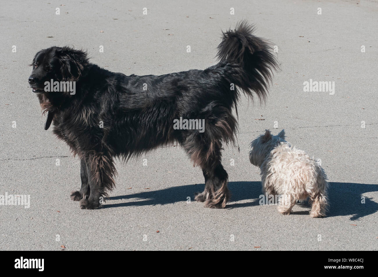 Terranova cane nero e bianco scotch terrier di stare insieme su park alley nella giornata di sole Foto Stock