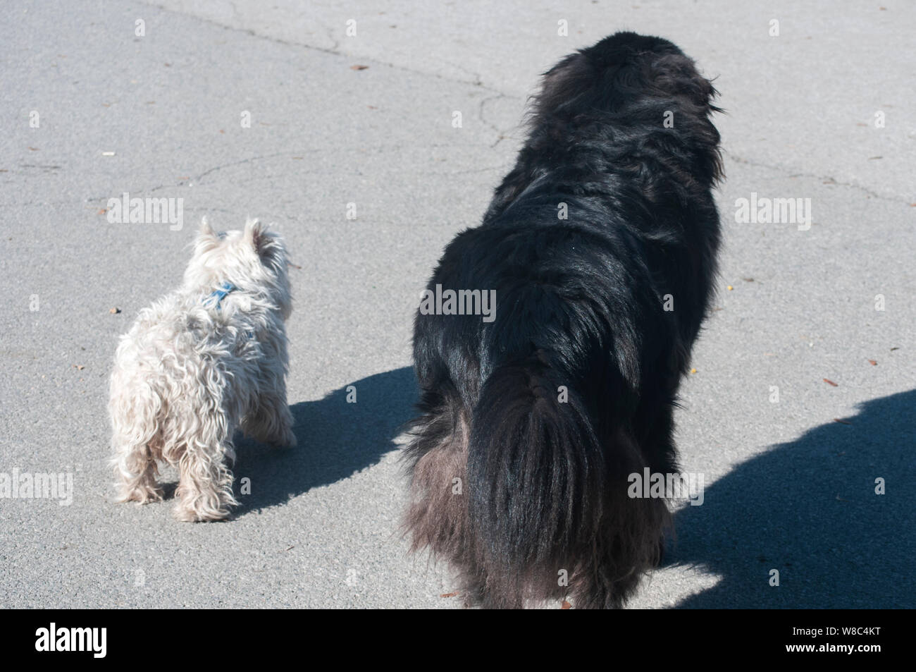 Terranova cane nero e bianco scotch terrier di stare insieme su park alley nella giornata di sole Foto Stock
