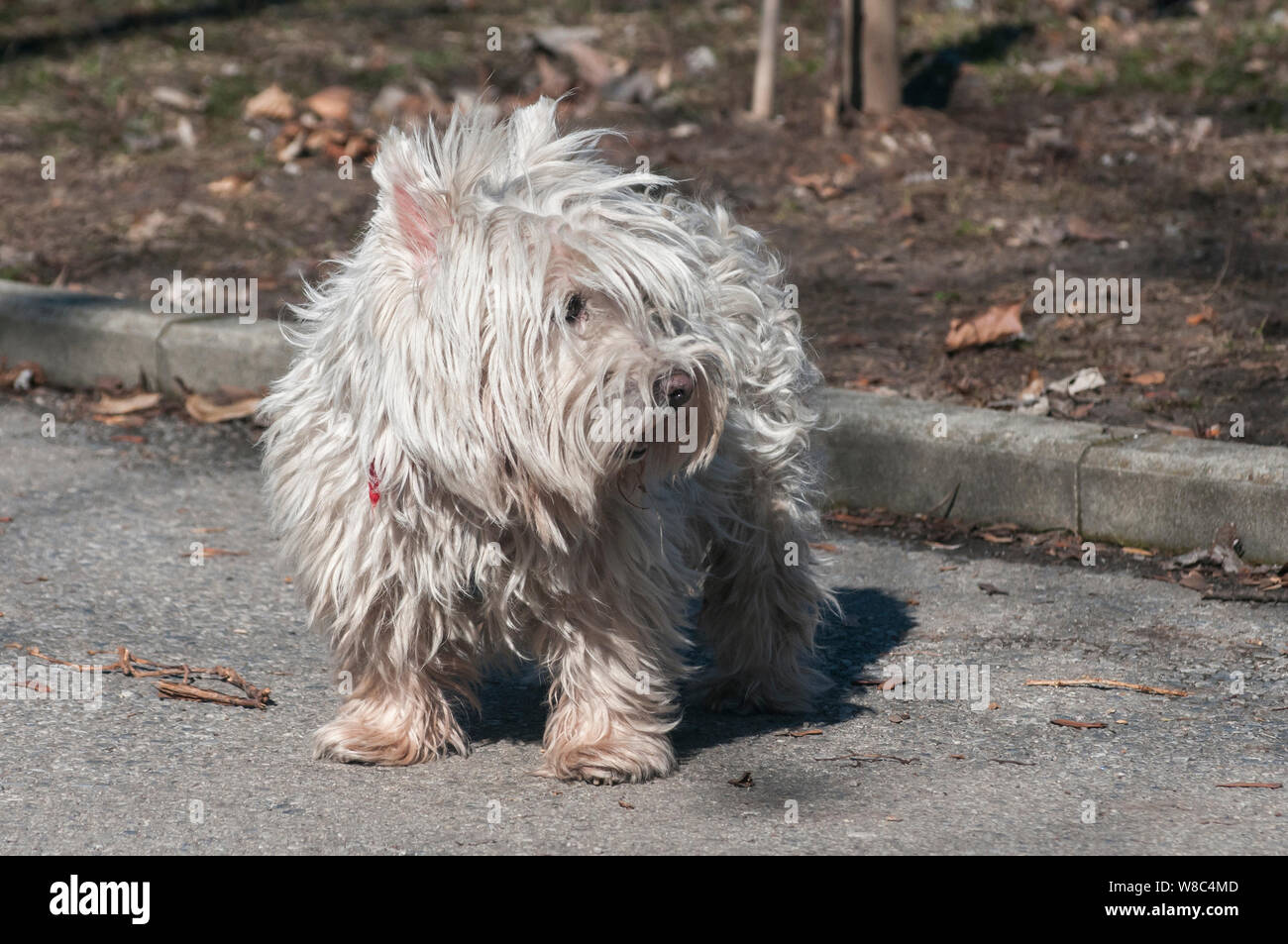 Carino scotch bianco terrier su park alley nella giornata di sole Foto Stock