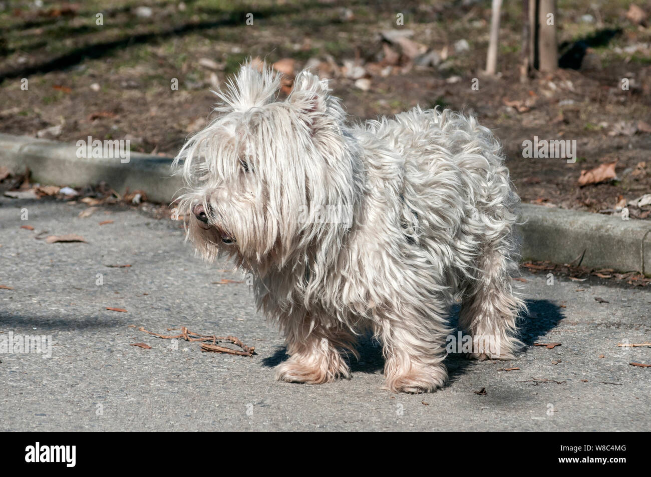 Carino scotch bianco terrier su park alley nella giornata di sole Foto Stock