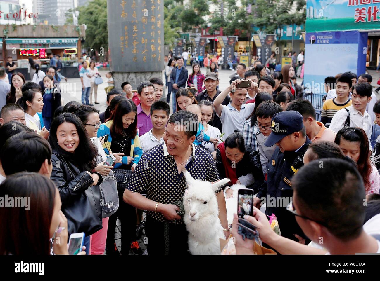 Una mezza età uomo cinese, centro, pone con il suo animale domestico alpaca tra una folla di curiosi come egli vuole vendere su una strada nella città di Kunming, southwes Foto Stock