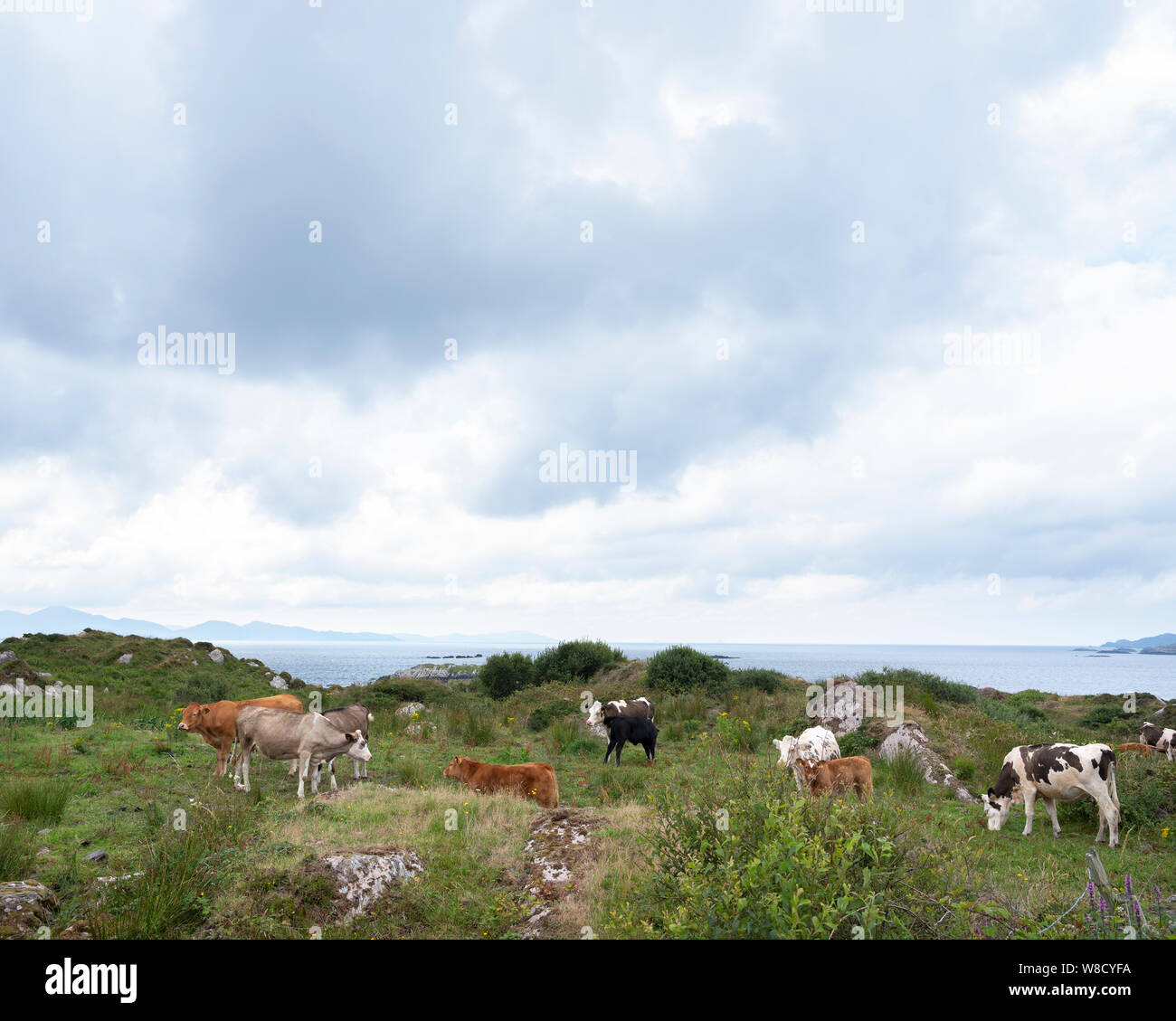 Vacche e vitelli sulla penisola di kerry in Irlanda lungo l'anello di kerry Foto Stock